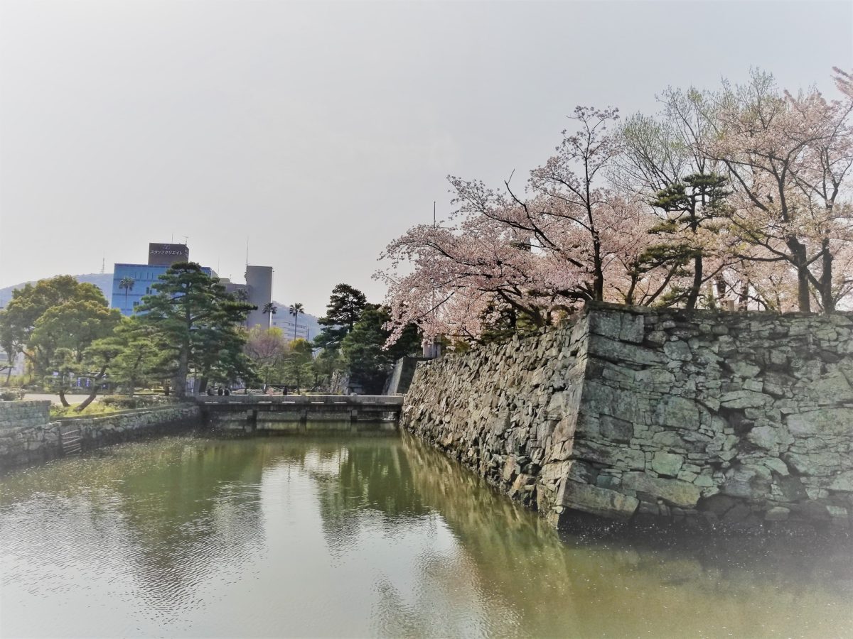 徳島城公園の桜が満開でした。